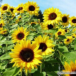 Eigene Züchtung: Golden Eye 