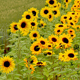 Frühe Sonnenblumen