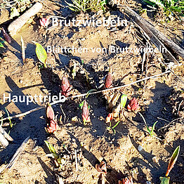 Lilien beim Durchstoßen