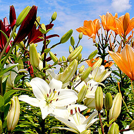 Lilienbestand Versuchsfeld