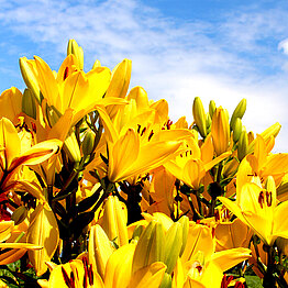Lilienbestand Versuchsfeld