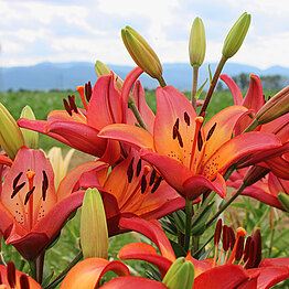 Lilienbestand Versuchsfeld