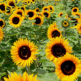 Sortenversuch Mehltauresistenz