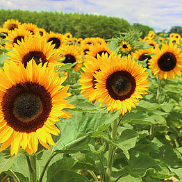 Sortenversuch Mehltauresistenz