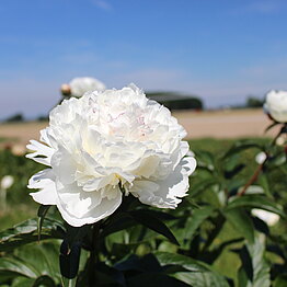 Beeindruckende weiße Sorte