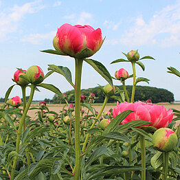 Coral Charm: Lachsfarbene frühe Pfingstrose