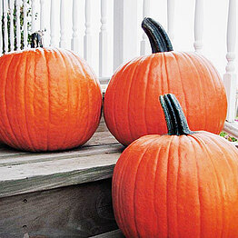 Gold Medal F1 (ca. 10 kg)