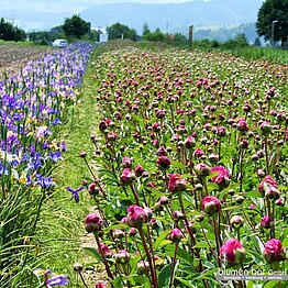 Kombination Iris & Pfingstrosen