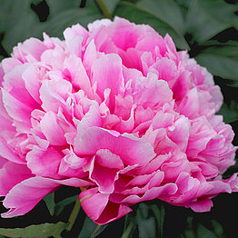 Neue super späte Sorte