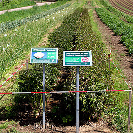 Pfingstrosen absperren