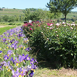 Pfingstrosen und Iris