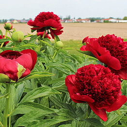Red Charm: Sehr frühe Sorte