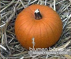 Spookie (1,5-2 kg) Kindergröße