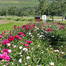 Unser Blumenfeld im Mai