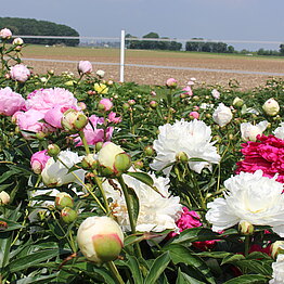 Unser Pfingstrosen Versuchsanbau