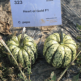 HeartofGold2