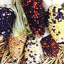 Baby Corn-Harlequin Ziermais