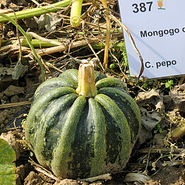 MongogodeGuatemala3
