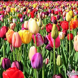 Tulpenmischung