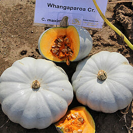 Whangaparoa2