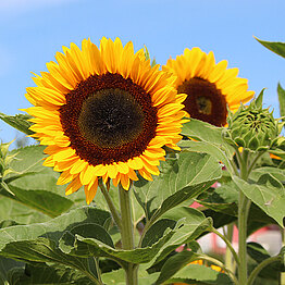 Sunbright Supreme