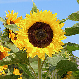 Sunrich Lemon 