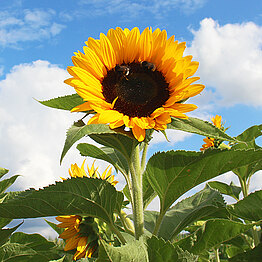 Sunrich Orange