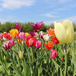 Tulpen Mischung