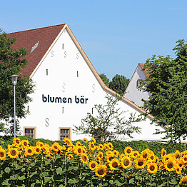 Versuchsfeld Sonnenblumen