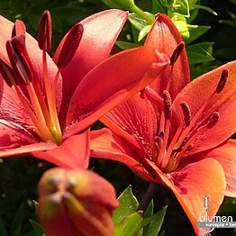 Red Sensation