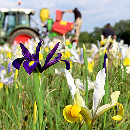 Iris auf dem Feld