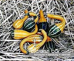 Kelle Bicolor