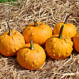 WarzeOrange