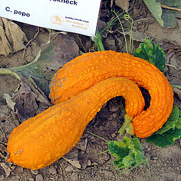 YellowCrookneck