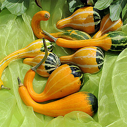 KelleBicolor